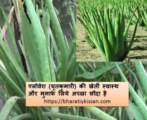 Aloevera farming