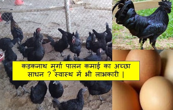 Kadaknath poultry farming 