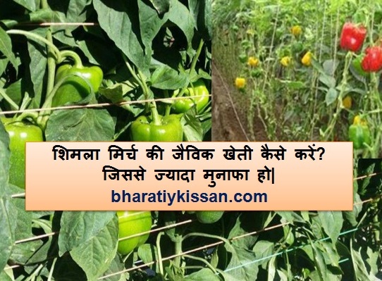 Capsicum farming