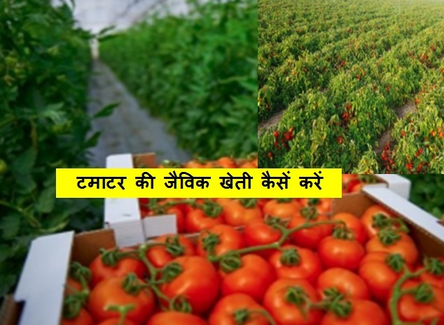 organic farming Tomato