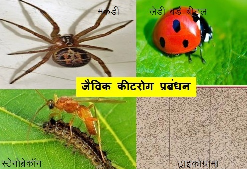 Biological Pest Management
