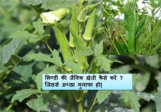 Organic farming of lady's finger