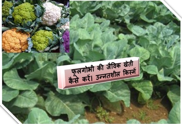 Organic farming of cauliflower