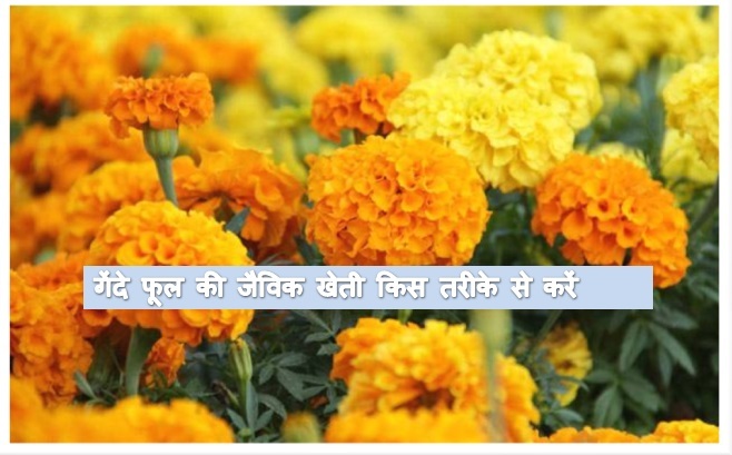 Organic farming of marigold flower