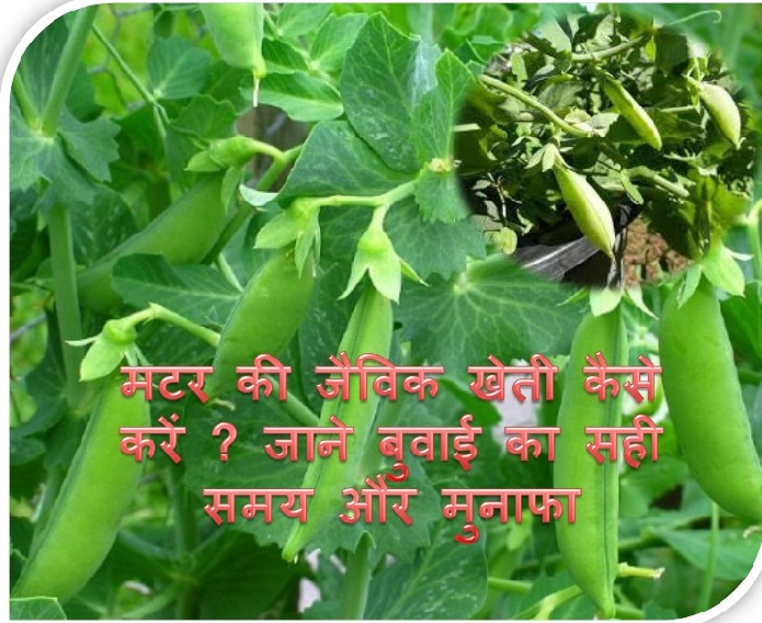 Organic farming of Peas
