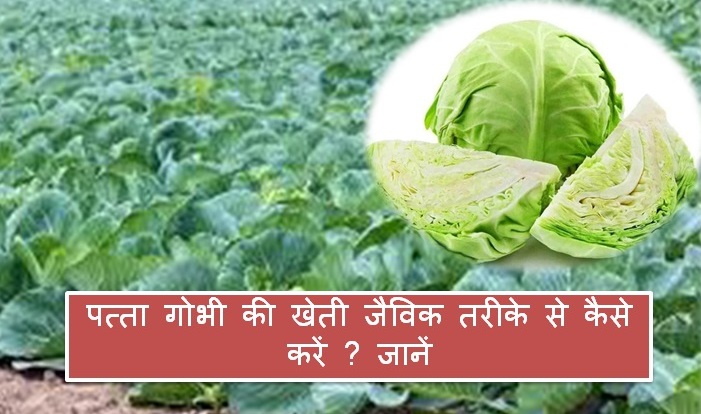 Cabbage farming Organically