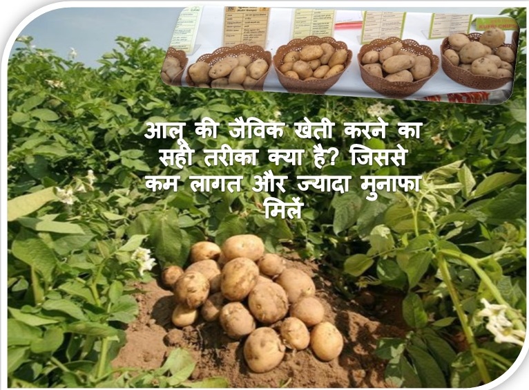 Organic Potato Farming