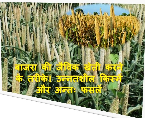 Organic farming of millet