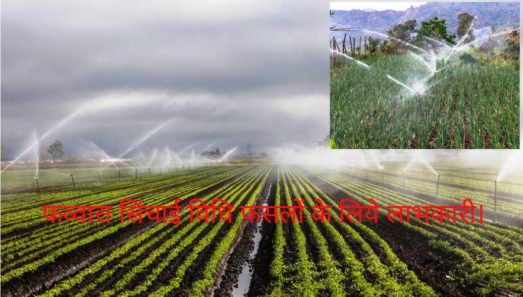 Sprnkler irrigation method