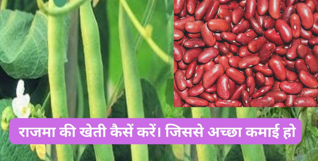 Rajma farming(Kideny beans)