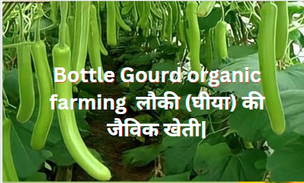 Bottle Gourd organic farming..