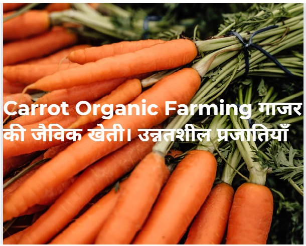 Carrot Organic Farming